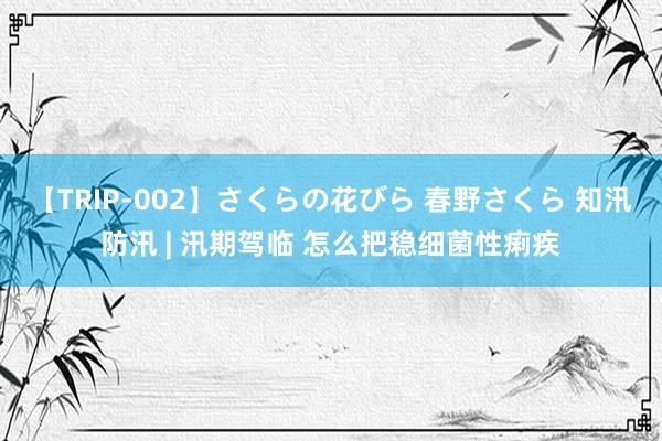 【TRIP-002】さくらの花びら 春野さくら 知汛防汛 | 汛期驾临 怎么把稳细菌性痢疾